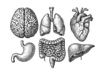 Hand-drawn anatomical illustrations of human internal organs in vintage engraving style.