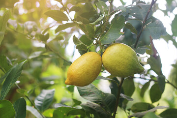 A branch of lemons hanging from a tree with lush green leaves,