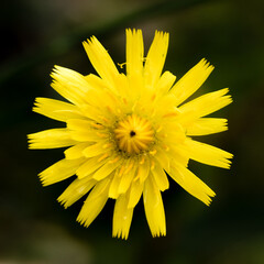 Close-up of yellow flower called hawkweed