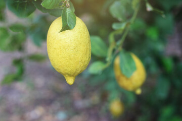 A branch of lemons hanging from a tree with lush green leaves,