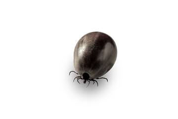This close-up image shows an engorged tick, swollen with blood, against a white background. It...