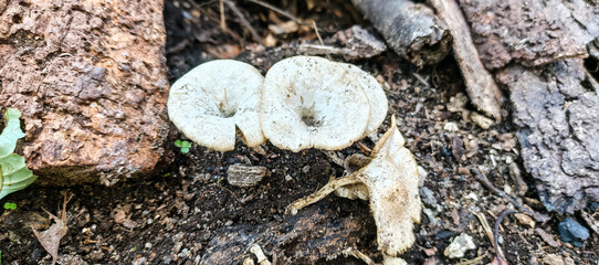 mushrooms on the ground