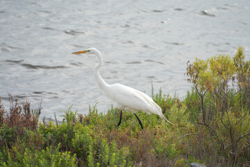 great white heron in the lake