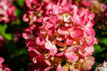 Capture the beauty of a pink hydrangea blossom in full bloom. This image highlights the intricate...