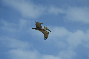 pelican in flight on the blue sky 