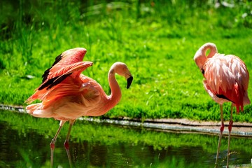 Two Caribbean flamingos wade through calm waters, one spreading its colorful wings. A stunning...