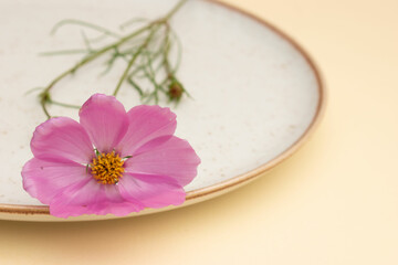 Minimal Botanical Aesthetic with Purple Flower on Clean Background – Natural Beauty Concept