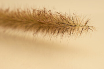 Dry Botanical Aesthetics – Minimal Composition with Dried Grass and Twigs on Soft Background
