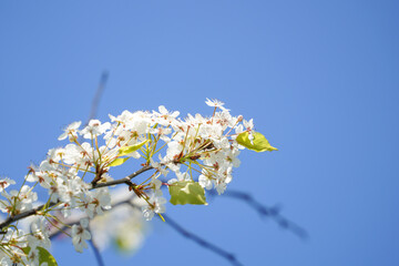 cherry blossom in spring