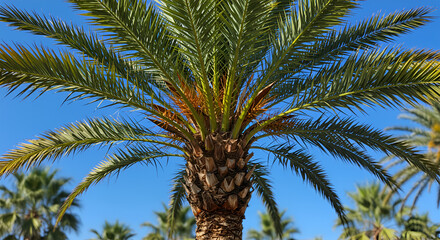 Obraz premium Lush green palm tree against a vibrant blue sky, showcasing its detailed fronds and textured trunk.