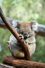 Endangered koala clinging to eucalyptus habitat - a symbol of Australia's biodiversity crisis