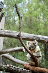 Endangered koala clinging to eucalyptus habitat - a symbol of Australia's biodiversity crisis