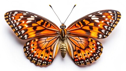Fototapeta premium Isolated monarch butterfly on white with orange and black wings