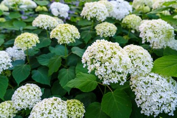 Discover the beauty of white hydrangea blooms in this stunning image. The delicate petals and lush green leaves create a serene floral display, perfect for backgrounds and nature lovers.