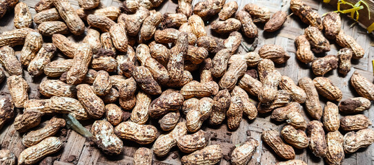 close up of a tree trunk