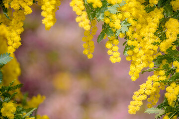 Cherry Blossoms Framed by Yellow Mimosa – Soft Spring Floral Scene