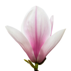 Fototapeta premium pink lotus isolated on white