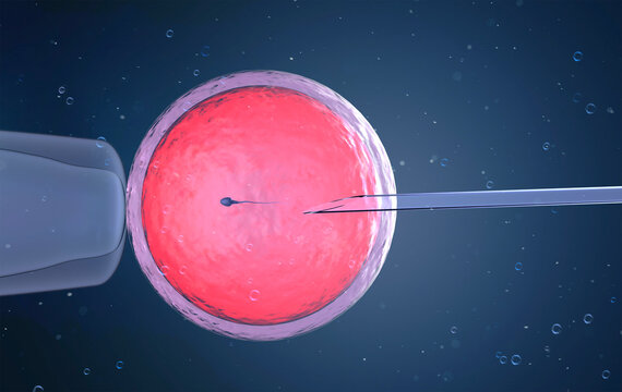 Ovum with needle for artificial insemination or in vitro fertilization