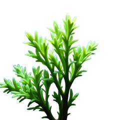 Fototapeta premium Algae stringy green wet isolated, Natural aquatic plant object, Organic marine element, Decorative underwater texture, Eco design component