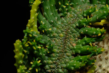Close up of Euphorbia Flanaganii montrose cristata – caudex cristata. Isolated on black background