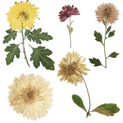Digital herbarium, scrapbooking. Flowers, leaves of chrysanthemum, isolated on white background....