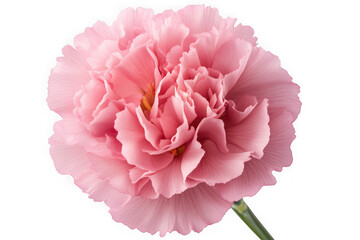 Fototapeta premium High resolution pink carnation flower photography, floral design element, botanical illustration, garden bloom, springtime blossom, isolated on transparent background