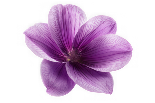 Beautiful purple flower blossom petals floral design element graphic resource png image isolated on transparent background - Powered by Adobe