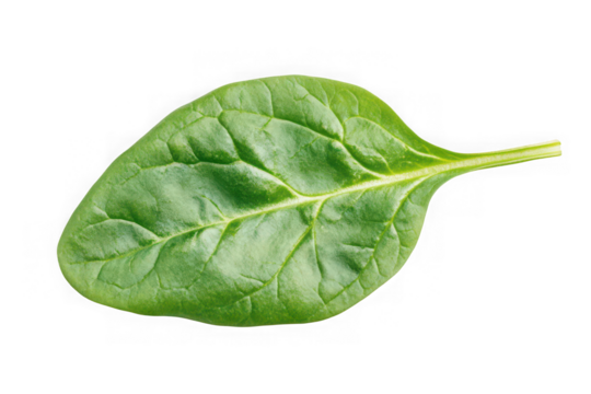 Fresh green spinach leaf vegetable food ingredient cooking culinary herb nutrient rich isolated on transparent background