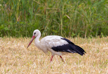 A white stork Ciconia ciconia walking on a stubble field