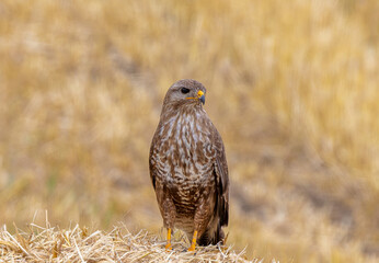 Close-up of a common buzzard (Buteo buteo) sitting on a bale of straw