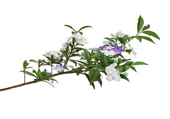 Brunfelsia uniflora, White and purple flowers isolated on white background with clipping path 