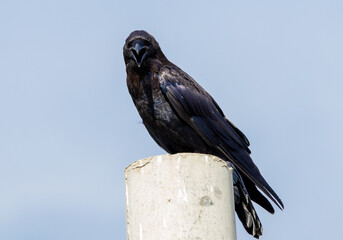 A Corvus corax bird sitting on a pole