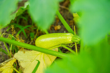 Zucchini growing in a vegetable garden, close-up