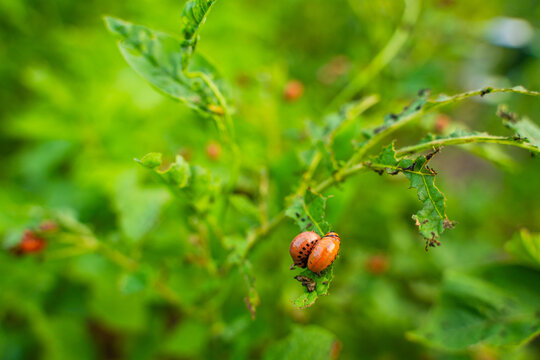 Colorado potato beetle larvae eating potato leaves in the garden, close-up - Powered by Adobe