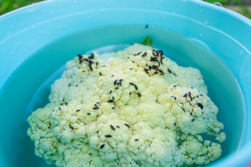 Cauliflower with beetle pests close up. Cauliflower inflorescence and a lot of black beetles...