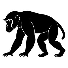 Silhouette of a chimpanzee walking on all fours isolated on white background