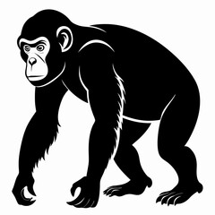 Silhouette of a chimpanzee walking on all fours isolated on white background
