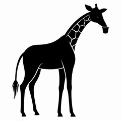 Silhouette of a giraffe gracefully bending down to drink water isolated on white background