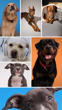 Vertical Multi Screen Pet Slideshow