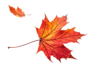 Vibrant Orange Maple Leaf Captured Against A Transparent Background Representing Autumn Beauty