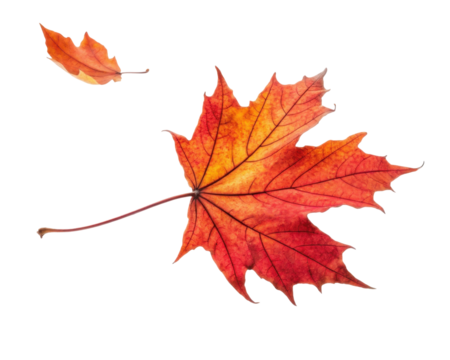 Vibrant Orange Maple Leaf Captured Against A Transparent Background Representing Autumn Beauty