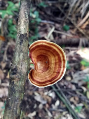 A single brown polypore mushroom with concentric rings grows on a tree branch in a tropical forest.