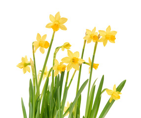 Jonquil flower isolated on white background.	