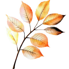 Fototapeta premium Vibrant autumn leaves branch with colorful foliage on a white background, detailed natural botanical image