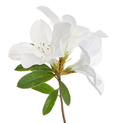 Fototapeta premium Azaleas flowers with leaves, White flowers isolated on white background with clipping path
