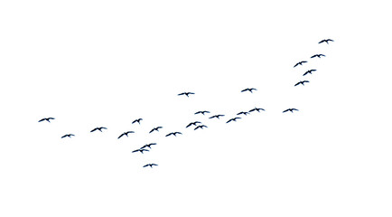 A flock of birds flying in the sky isolated on a white background.