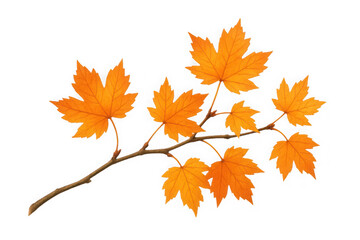 Fototapeta premium A cluster of vibrant orange maple leaves on a thin branch isolated on transparent background