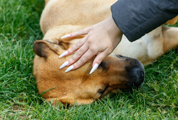 A woman is petting a dog with long nails