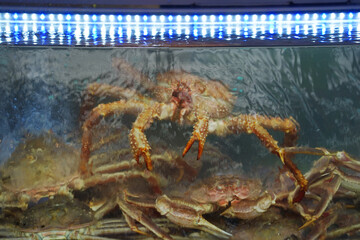Freshly Caught Snow Crabs in Restaurant Water Tank