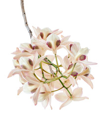 Dendrobium pulchellum flower, Dendrobium orchids isolated on white background, with clipping path